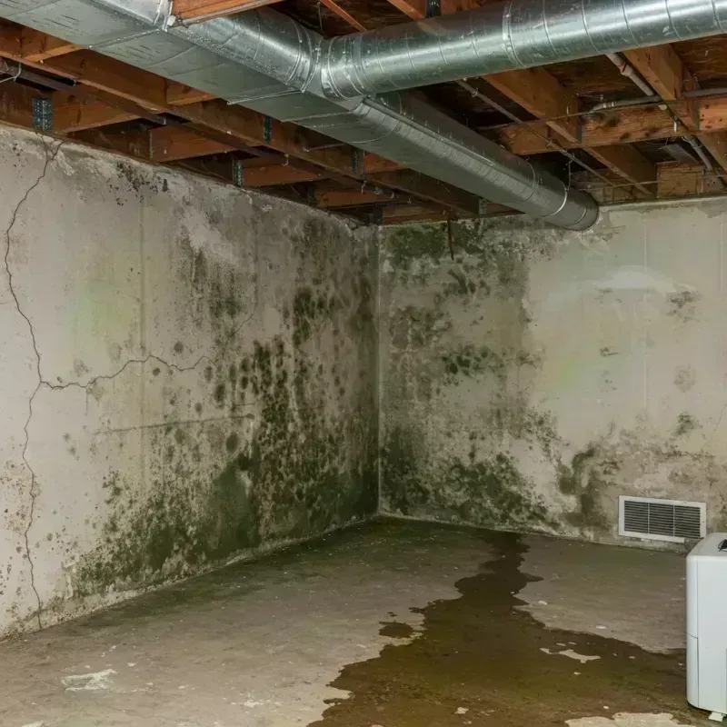 Professional Mold Removal in Lima, NY